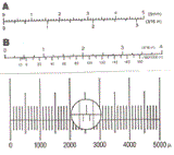 Measuring magnifier reticles