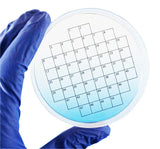 PetriStickers petri dish quadrant stickers