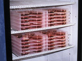 Petri dish incubation tray