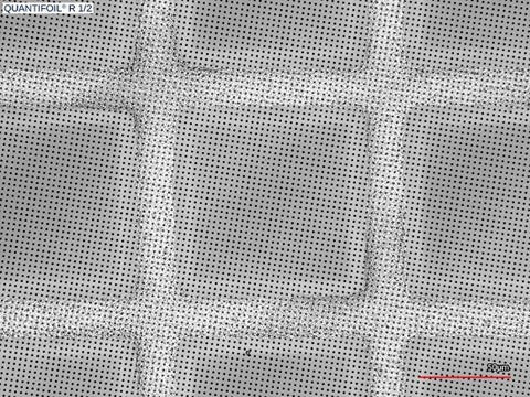 Quantifoil R 1/2 holey carbon film coated grids