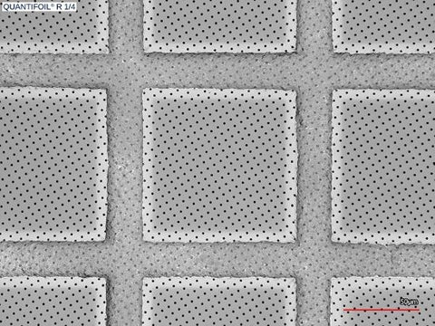 Quantifoil R 1/4 holey carbon film coated grids