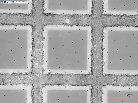 Quantifoil R 1.2/20 holey carbon film coated grids