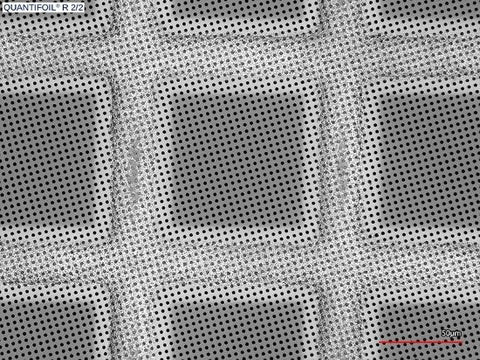 Quantifoil R 2/2 holey carbon film coated grids