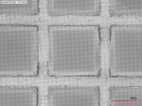 Quantifoil R 0.6/1 holey carbon film coated grids