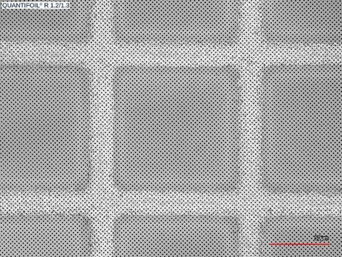 Quantifoil R 1.2/1.3 holey carbon film coated grids