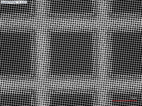 Quantifoil R 3.5/1 holey carbon film coated grids